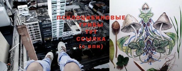 прущие грибы Верхний Тагил